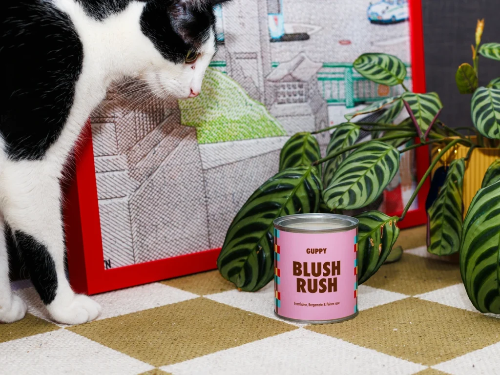 Blush Rush sur un tapis avec un puzzle en fond, un chat noir et blanc à gauche et une plante à droite